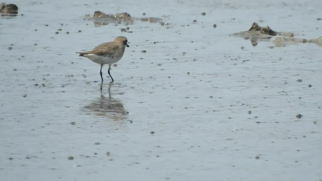 Siberian/Tibetan Sand-Plover - ML558015701