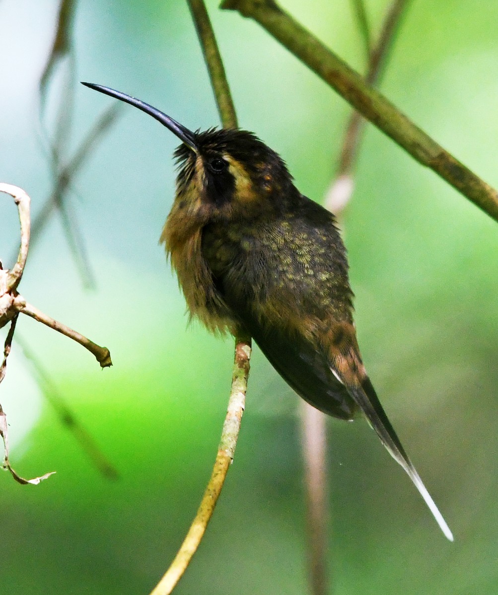 Dusky-throated Hermit - ML558015781