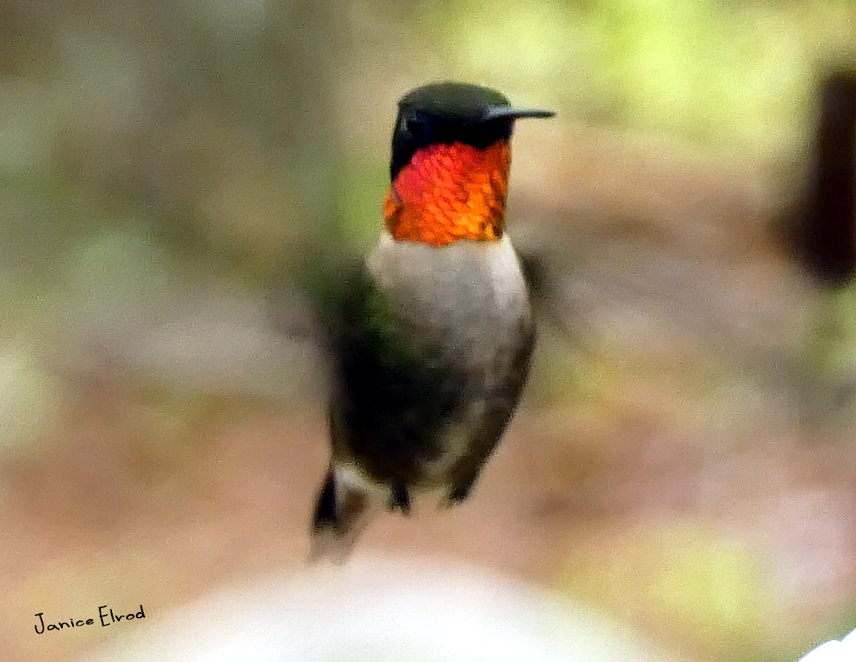 Ruby-throated Hummingbird - ML558016011