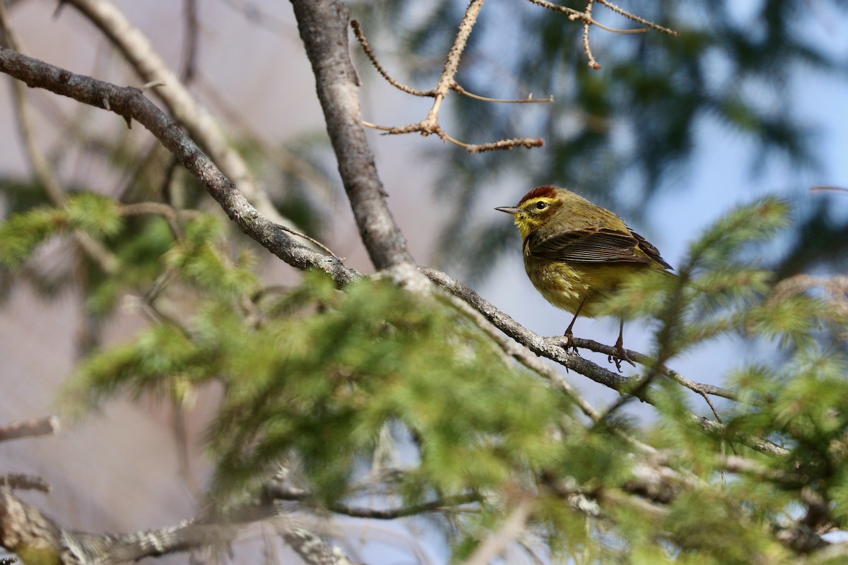 Palm Warbler (Yellow) - ML558016711