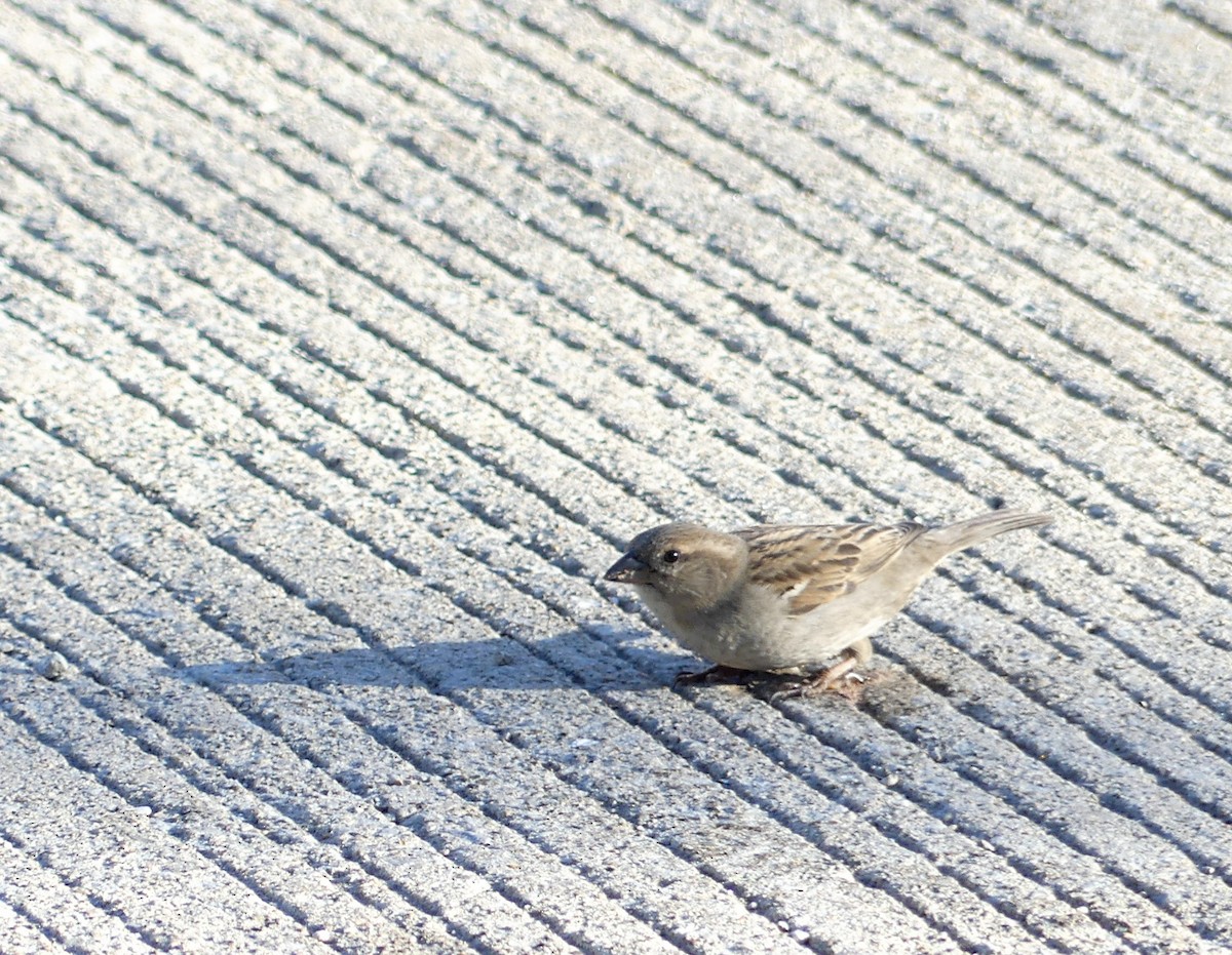 Moineau domestique - ML558017181