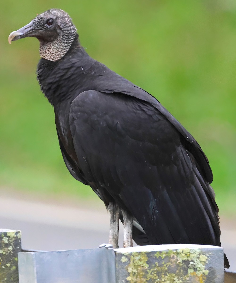 Black Vulture - ML558017391