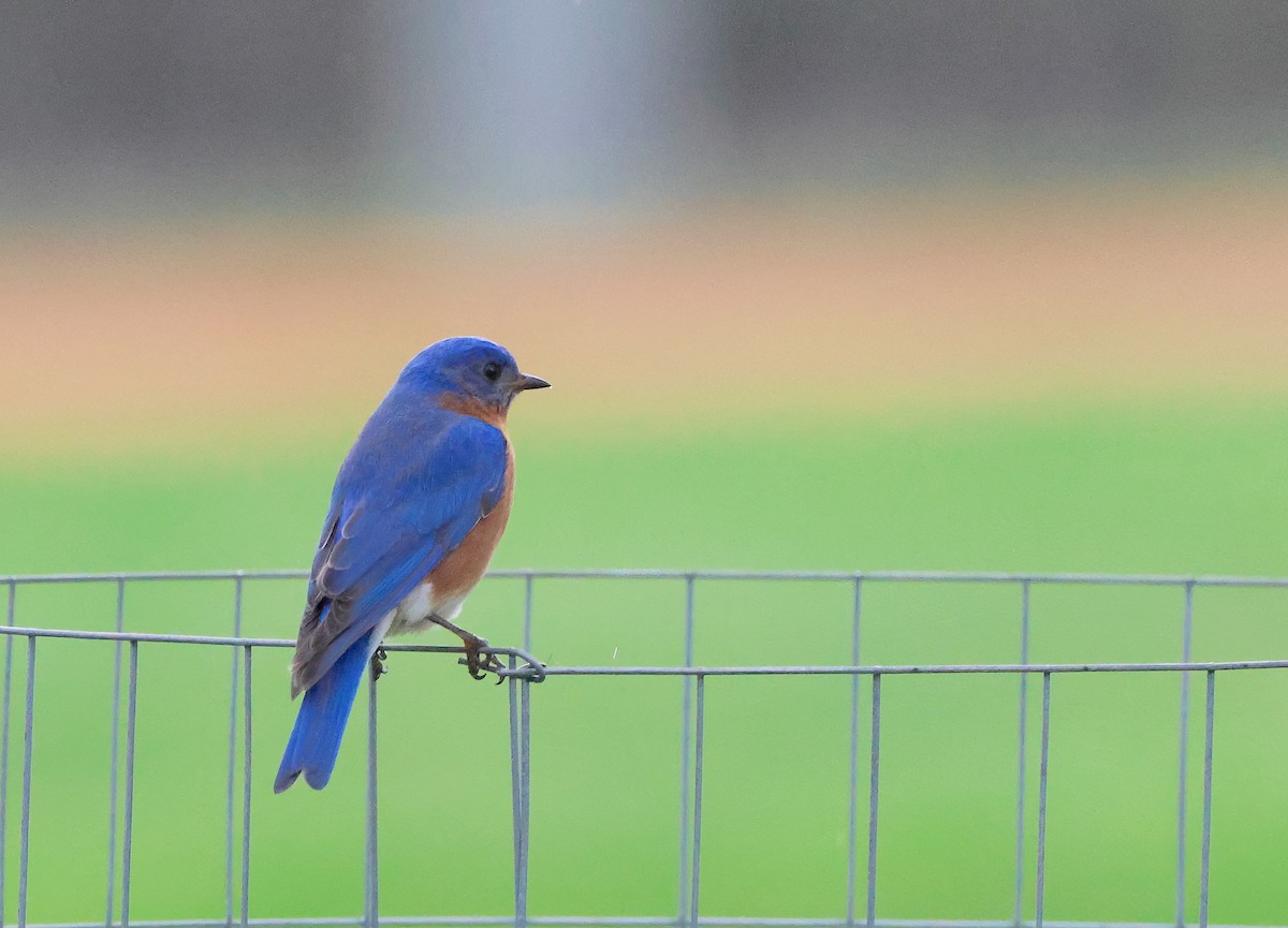 Eastern Bluebird - ML558017461