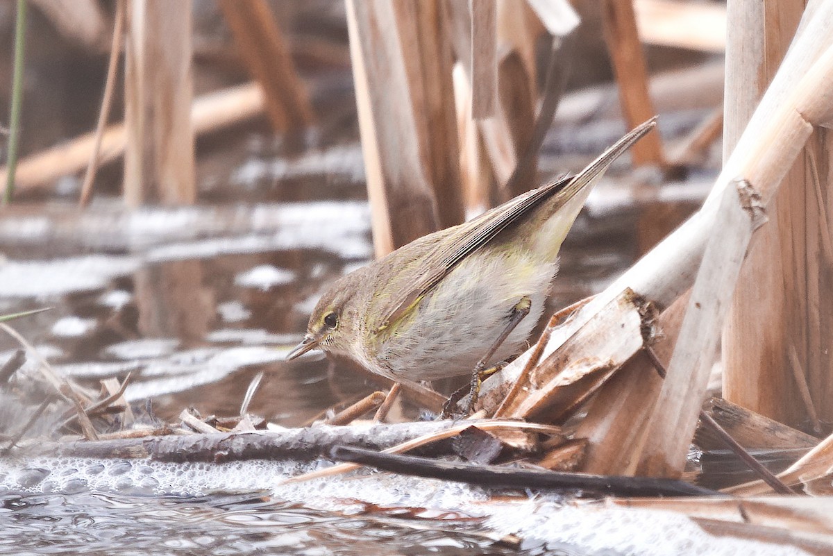 Common Chiffchaff - ML558019501