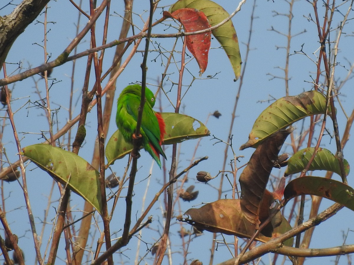 Vernal Hanging-Parrot - ML558019761