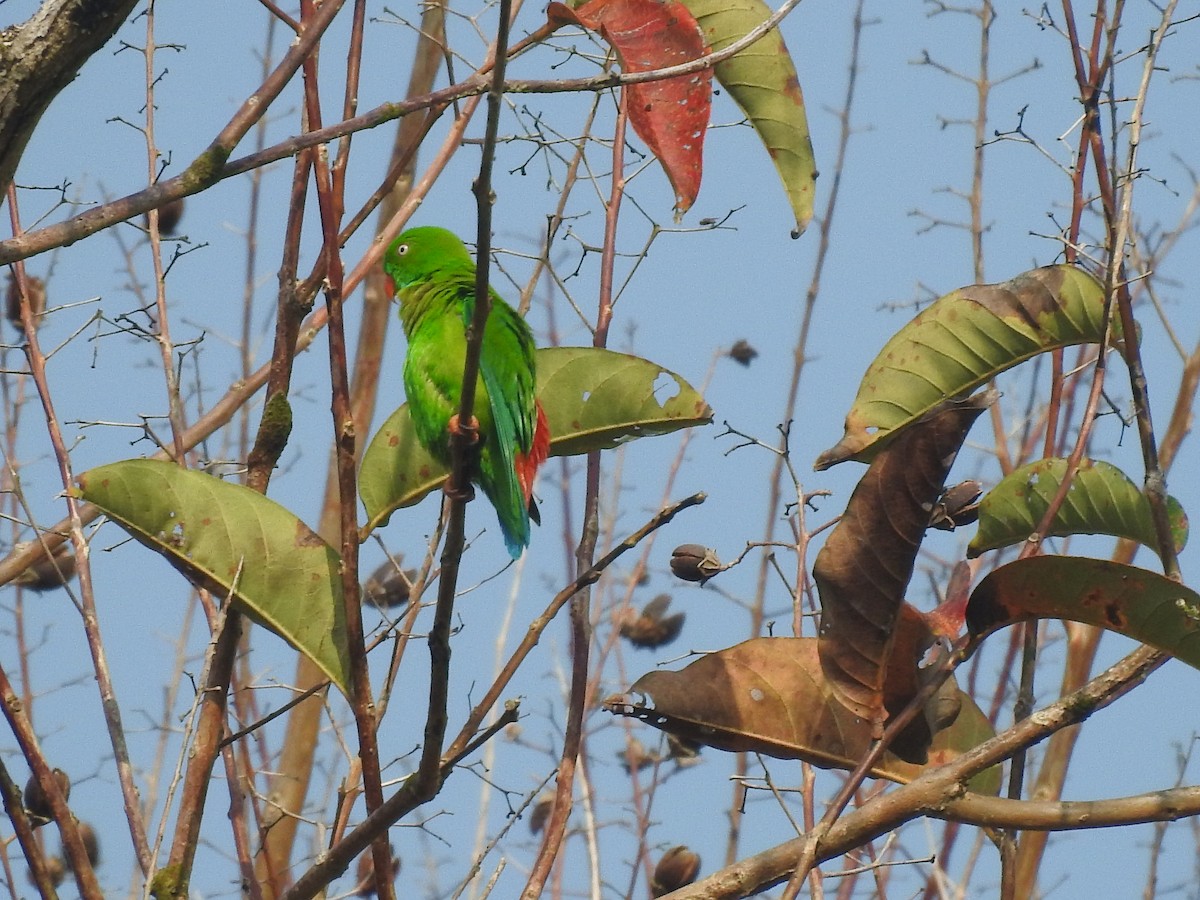 Vernal Hanging-Parrot - ML558019891