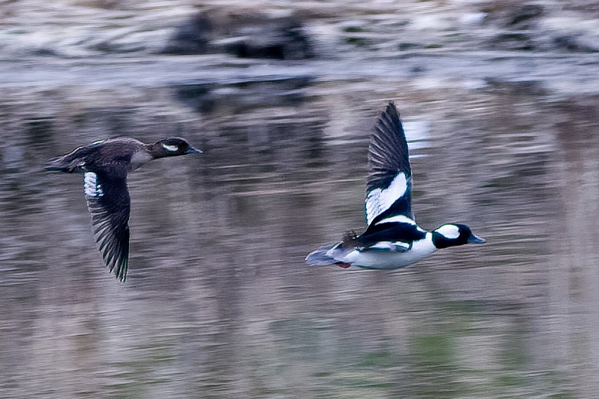 Bufflehead - ML558020241