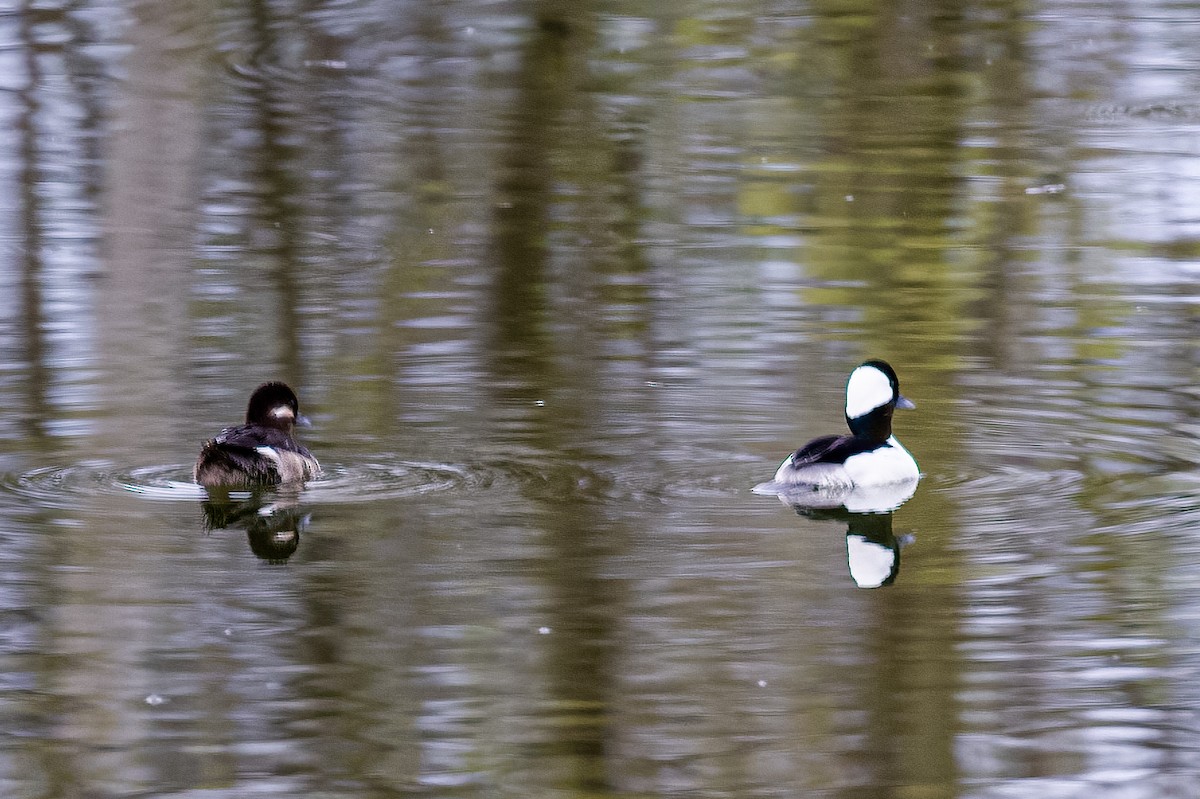 Bufflehead - ML558020251