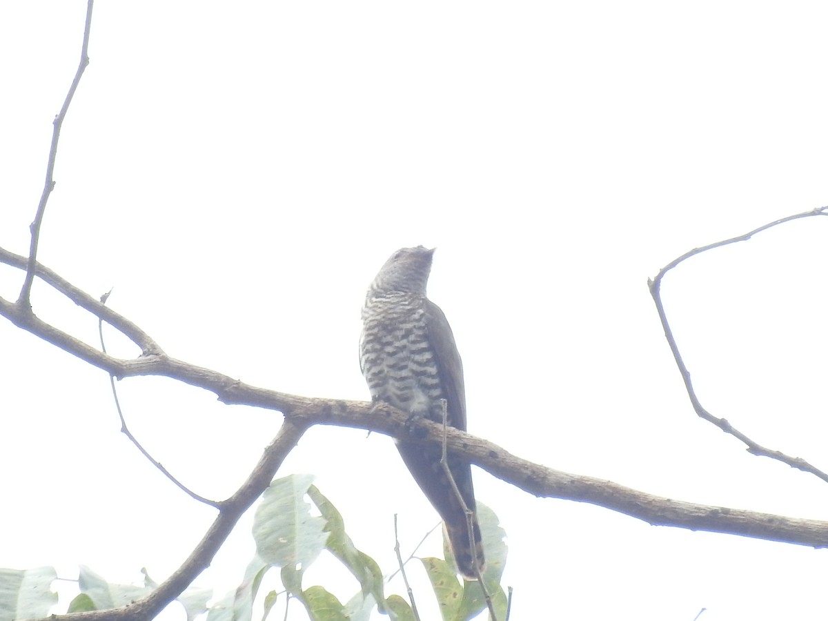 Indian Cuckoo - ML558020521