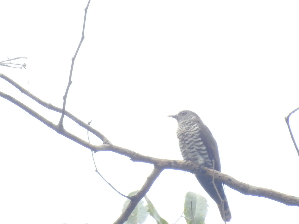 Indian Cuckoo - ML558020531