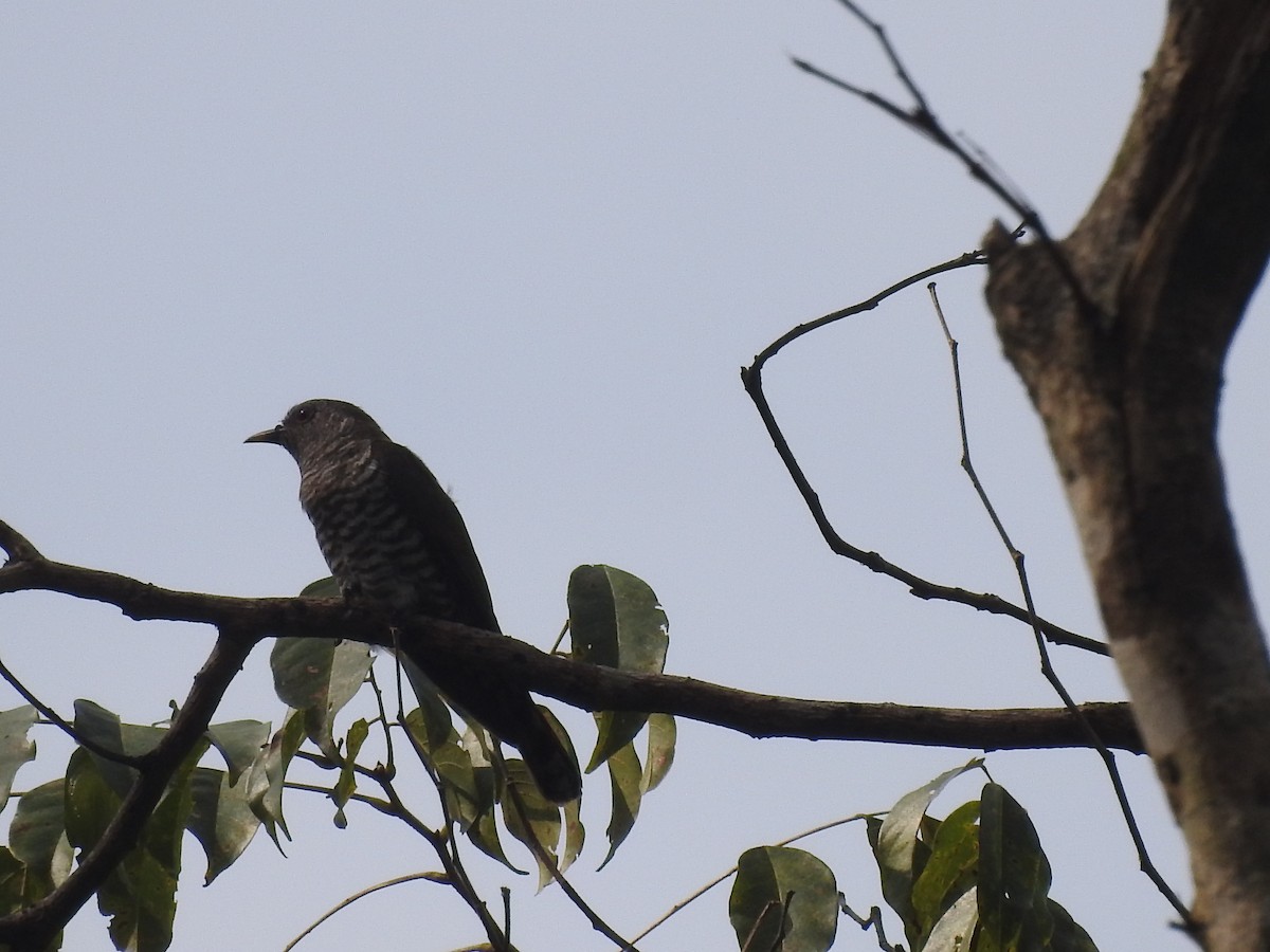Indian Cuckoo - ML558020541