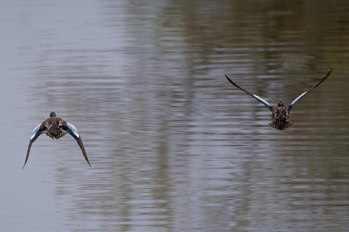 Blue-winged Teal - ML558020651