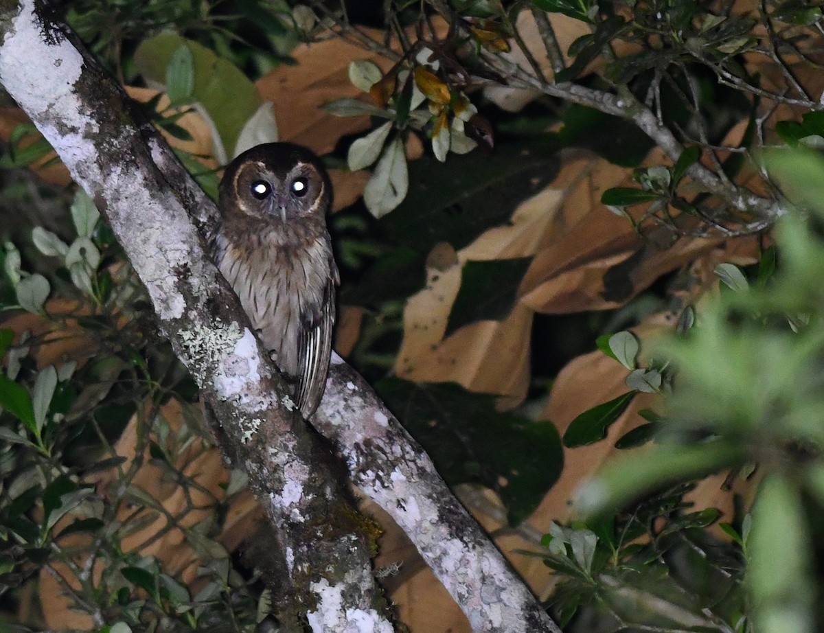 Mottled Owl (Atlantic Forest) - ML558020911