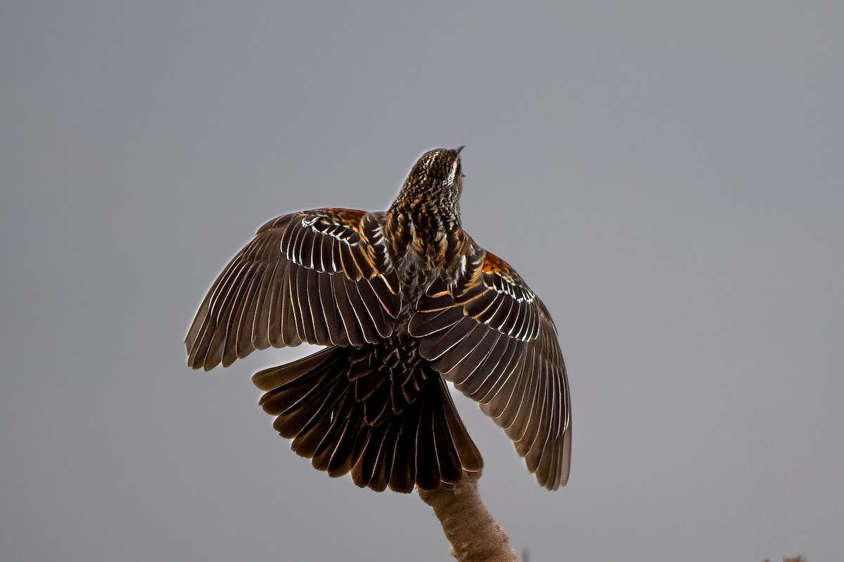 Red-winged Blackbird - ML558021081