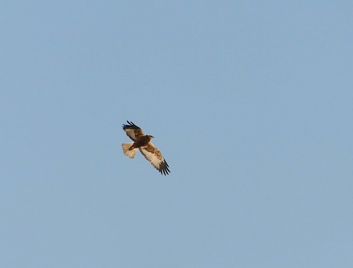 Намгийн хулд - ML558021131