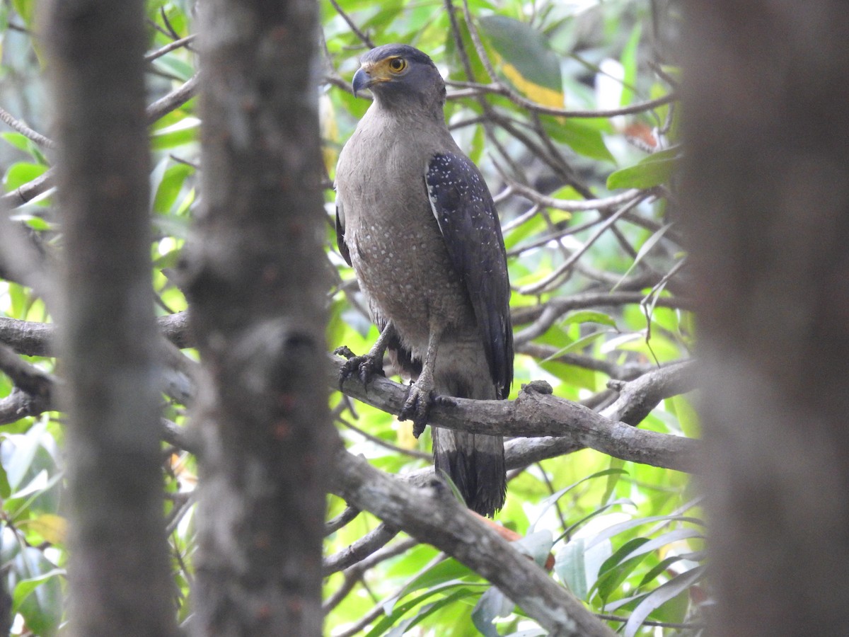 Haubenschlangenadler - ML558021181