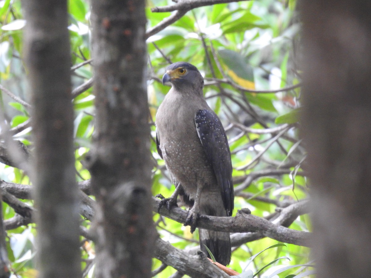 Haubenschlangenadler - ML558021191