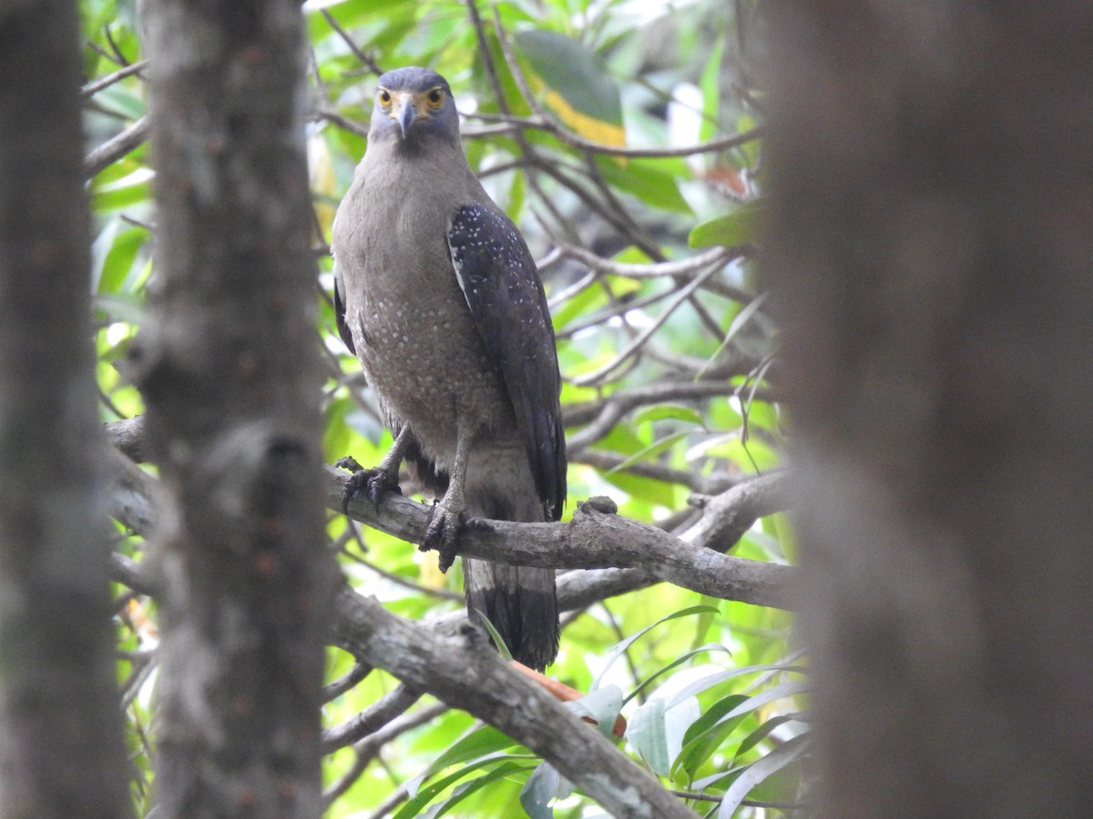 Haubenschlangenadler - ML558021201