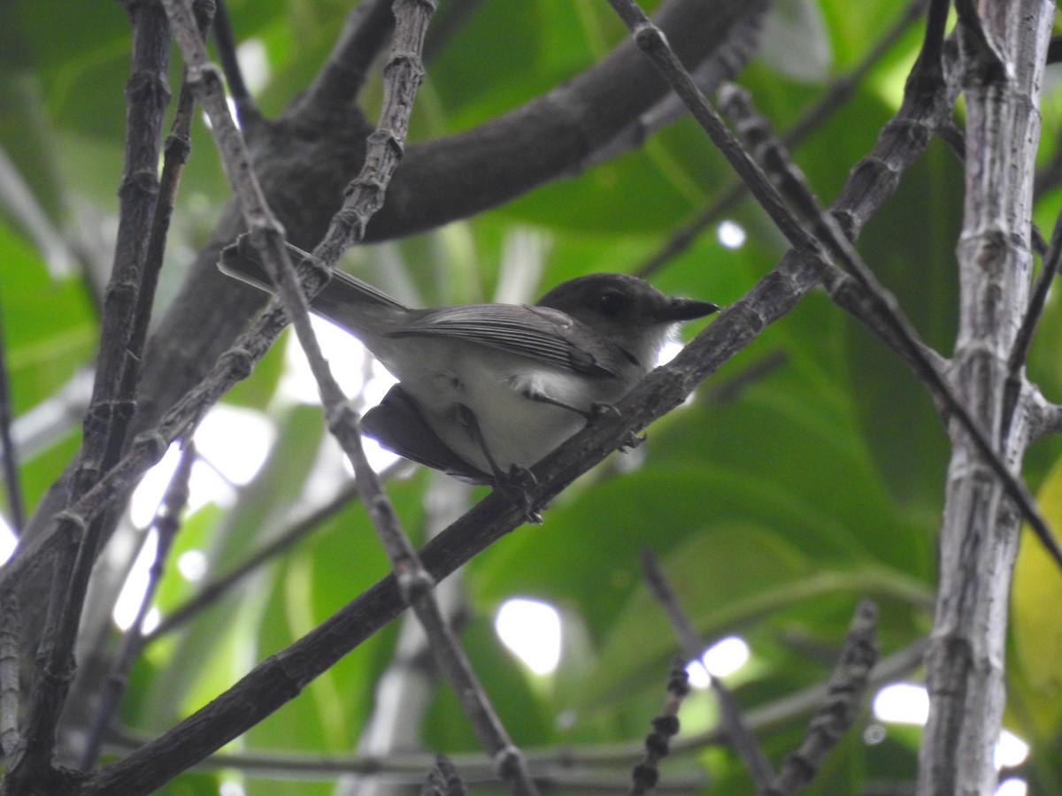 Mangrove Whistler - ML558022351