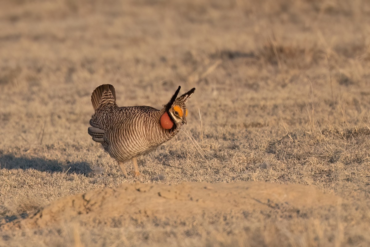 Lesser Prairie-Chicken - ML558023031