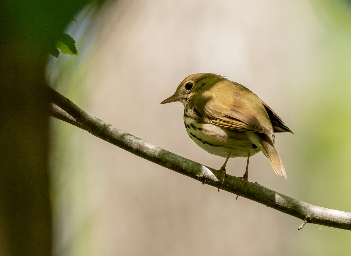 Ovenbird - Andrew Thornton