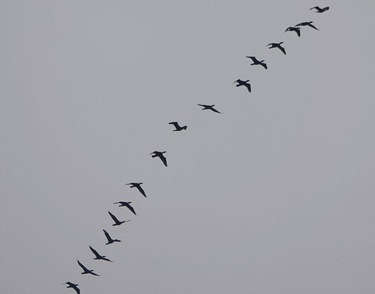 Double-crested Cormorant - ML558026351