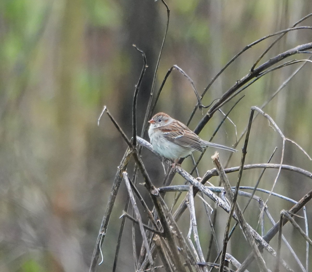 Field Sparrow - ML558026401