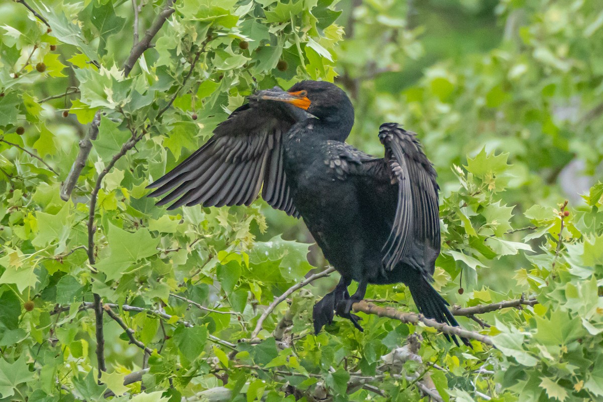 Double-crested Cormorant - ML558026731