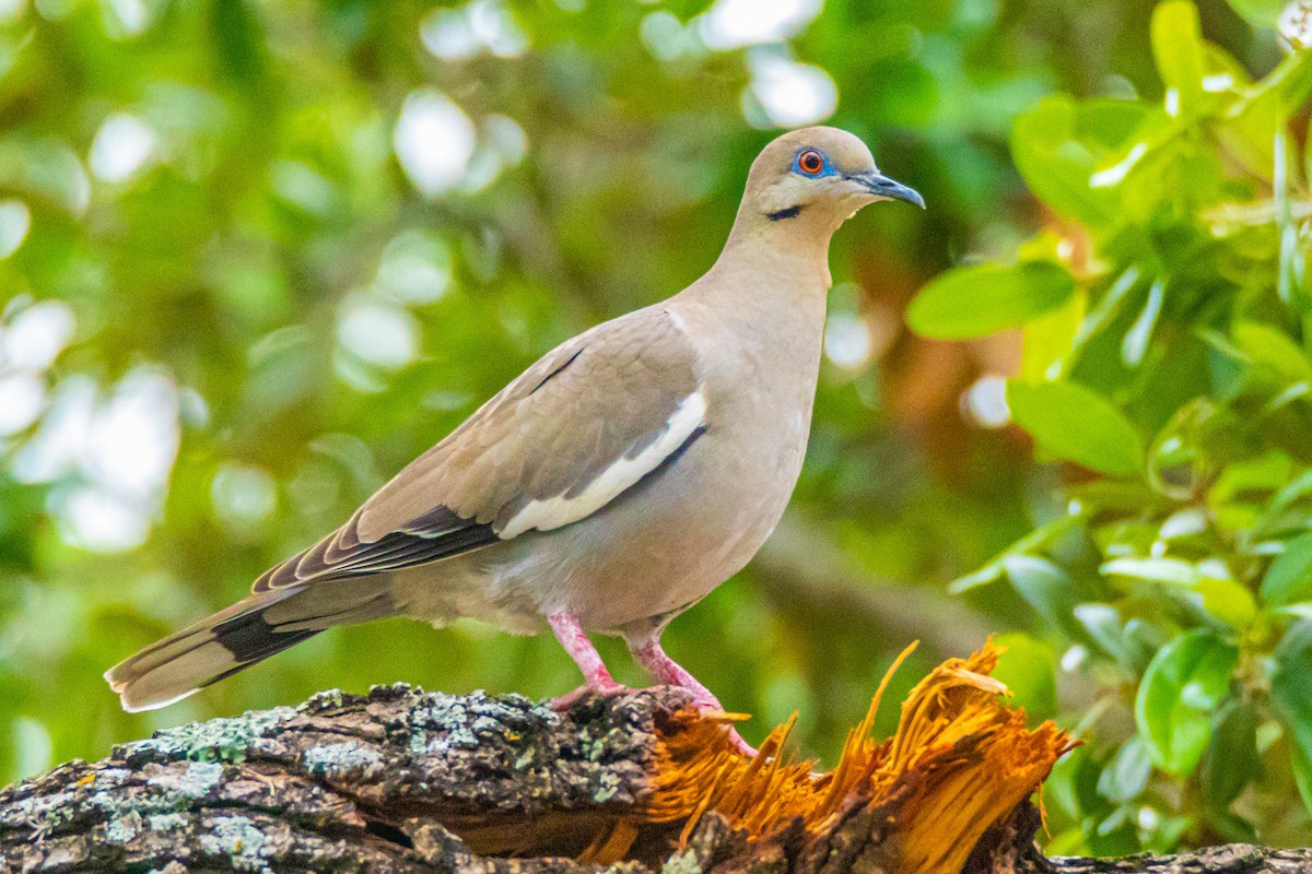 White-winged Dove - ML558026761