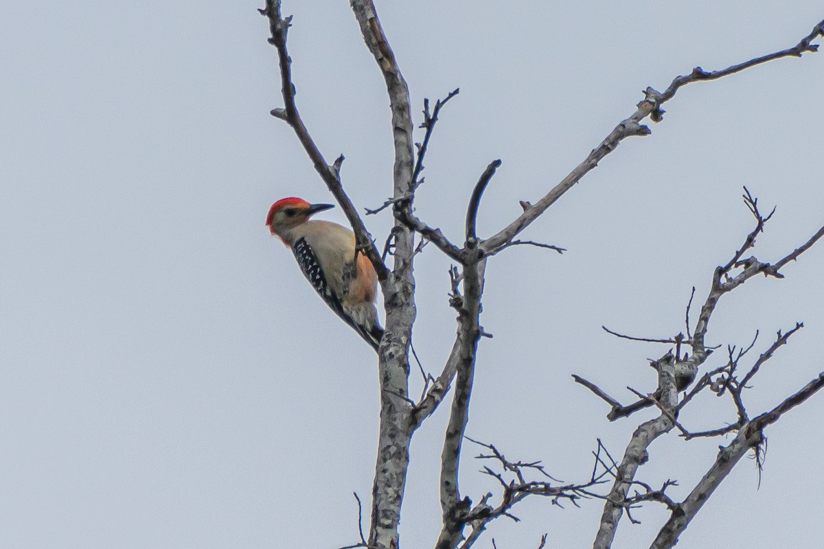 Red-bellied Woodpecker - ML558026801