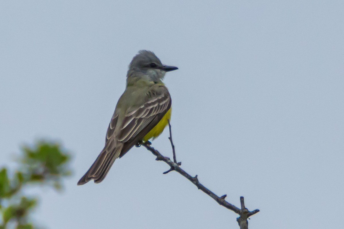 Couch's Kingbird - ML558026831