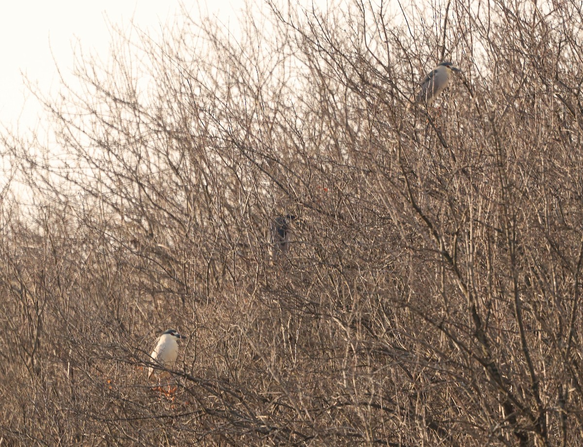 Black-crowned Night Heron - ML558027041