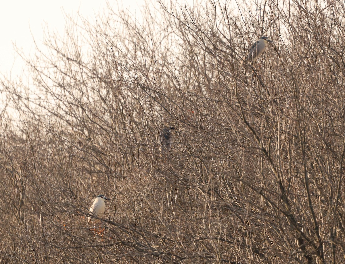Black-crowned Night Heron - ML558027041