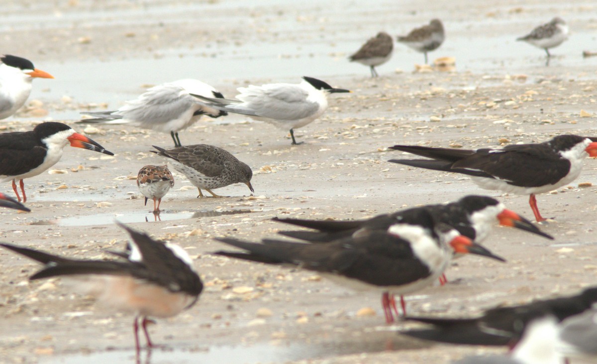 Surfbird - ML558027411