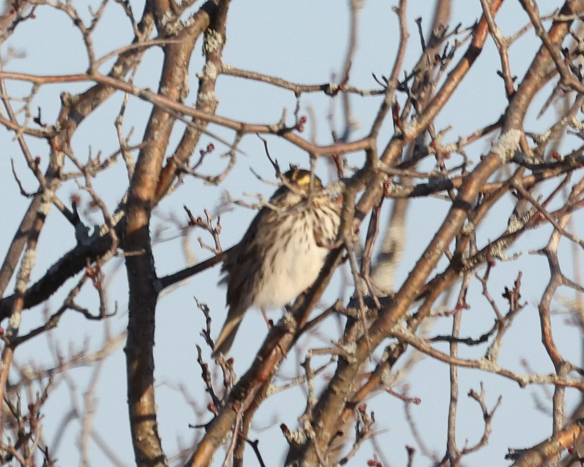 Savannah Sparrow - ML558027441