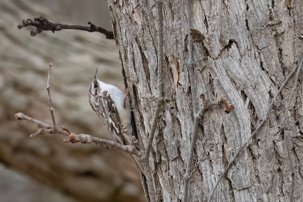 Brown Creeper - ML558027611