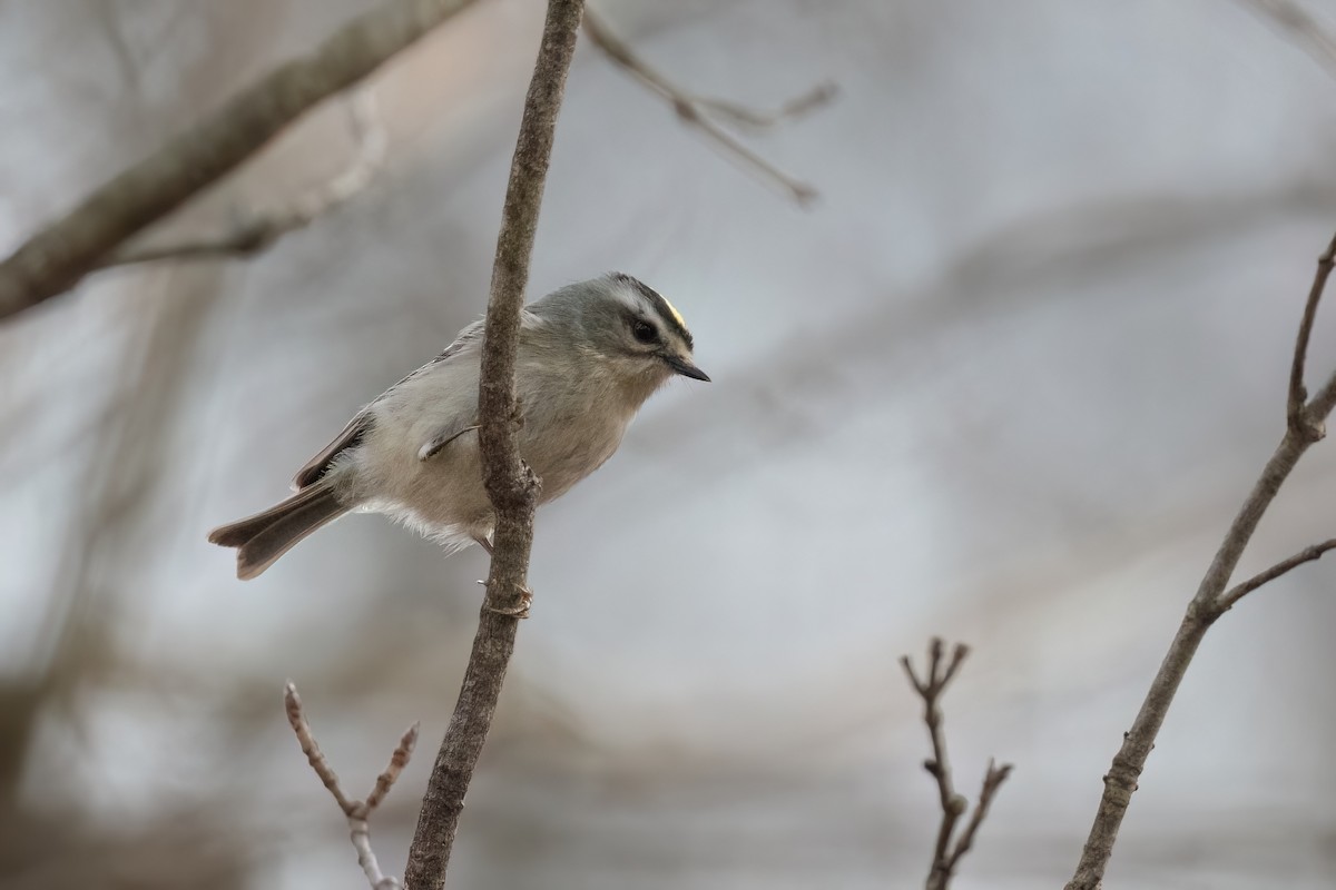 Golden-crowned Kinglet - ML558027741