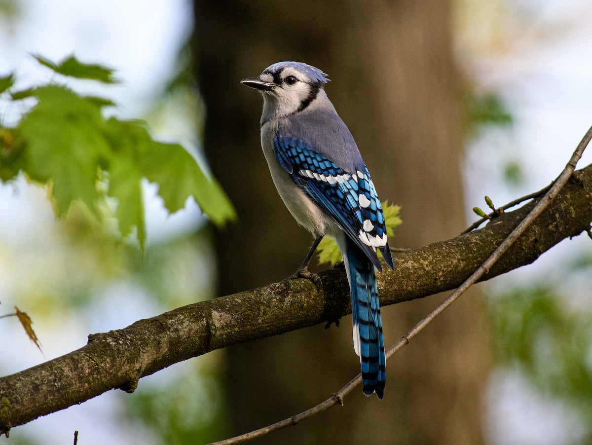 Blue Jay - ML558028081