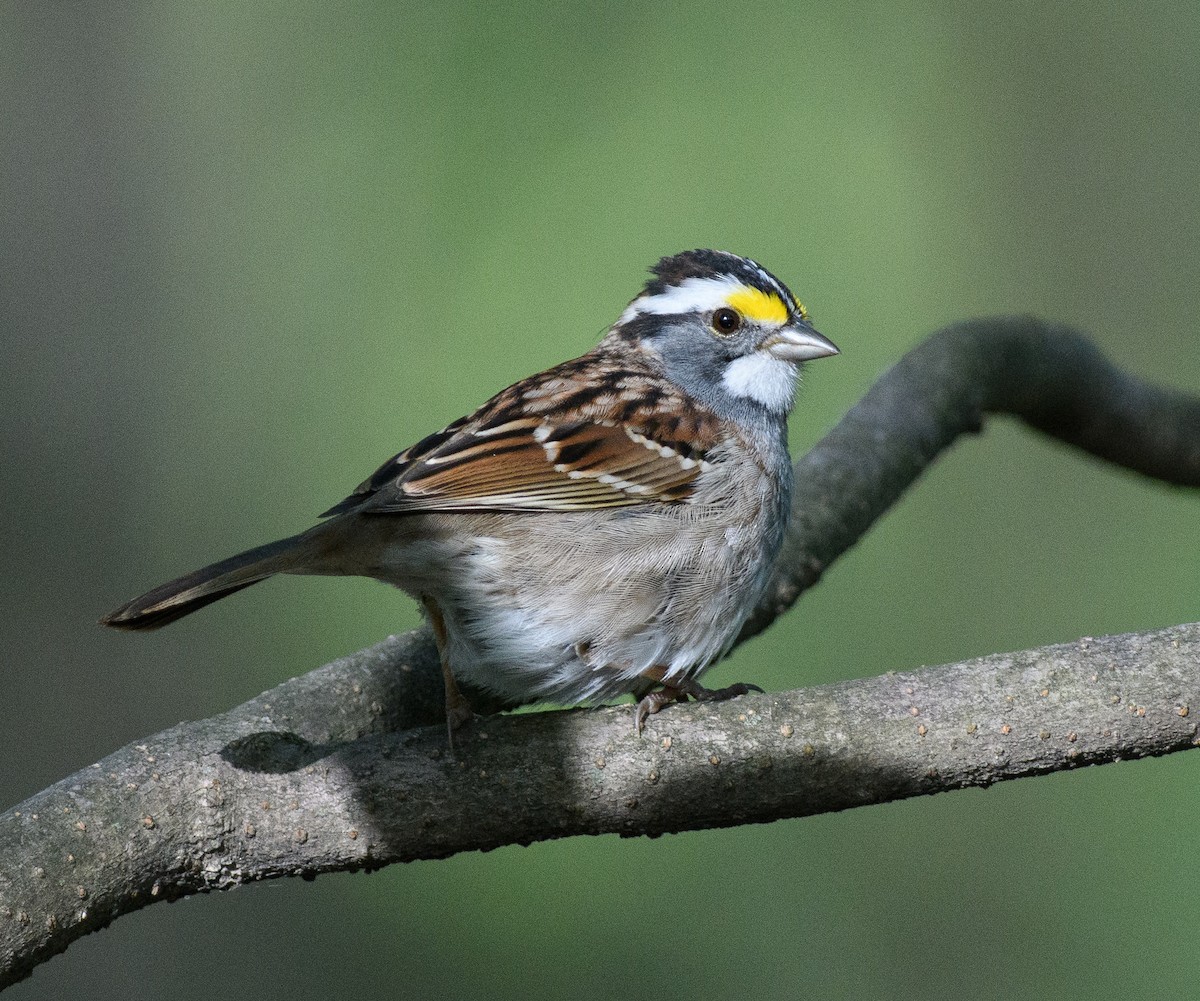 White-throated Sparrow - ML558028171