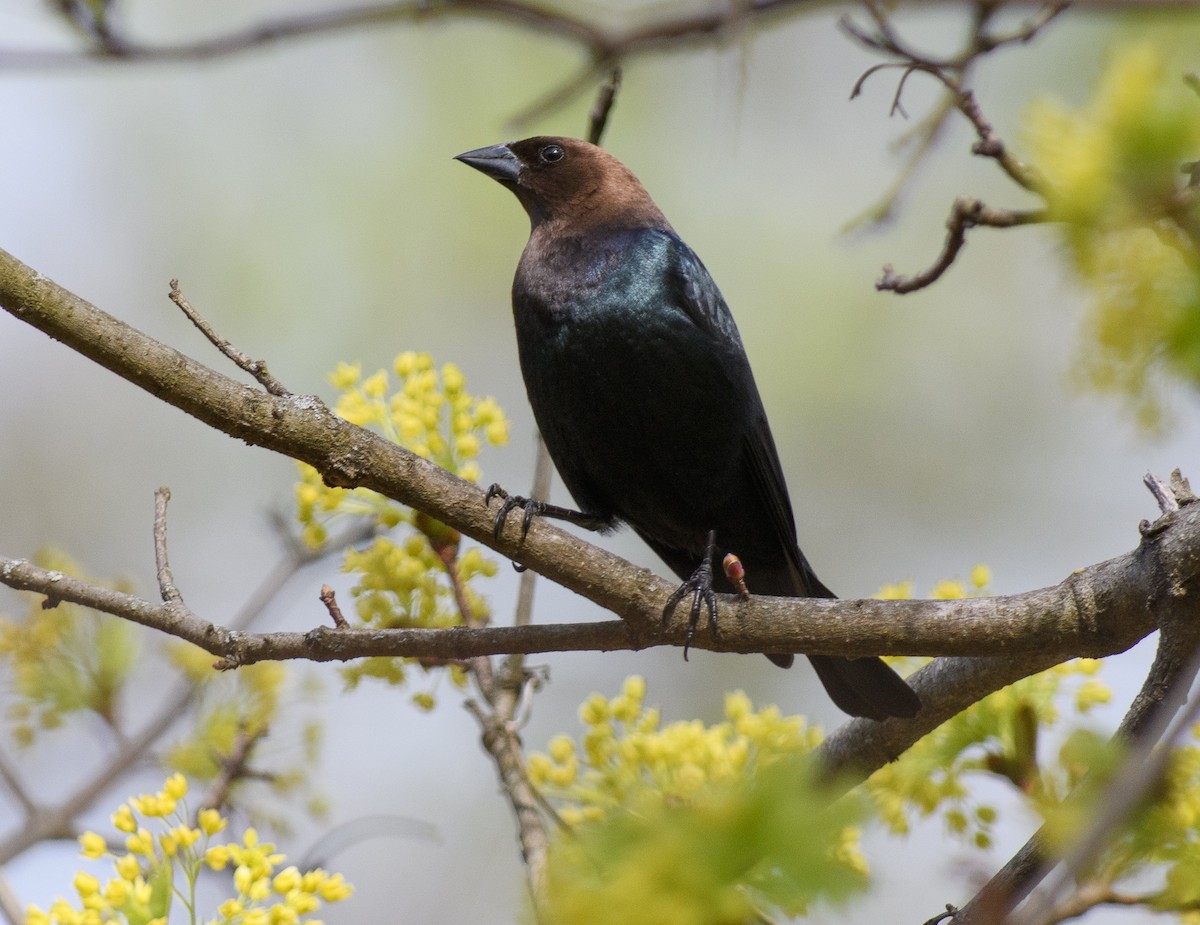 Brown-headed Cowbird - ML558028241