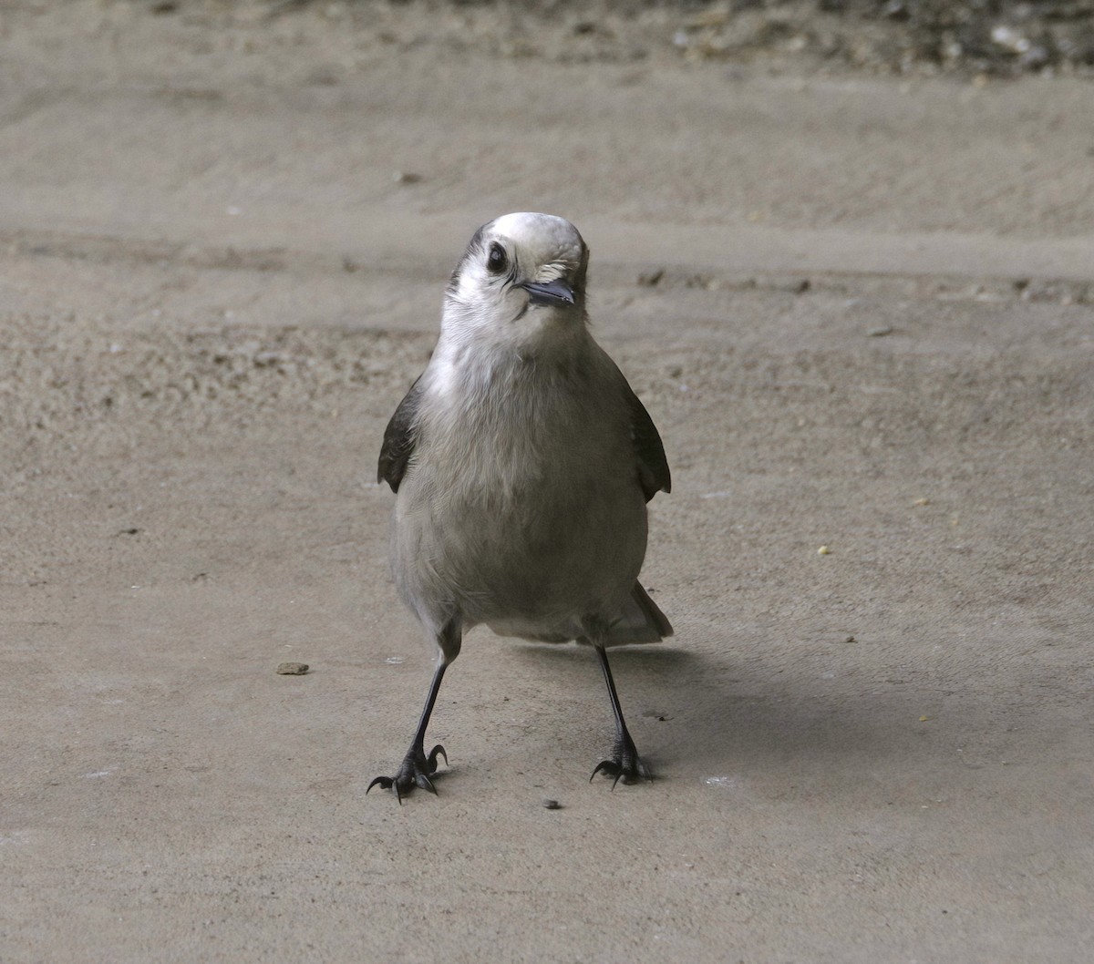 Canada Jay - ML558028561