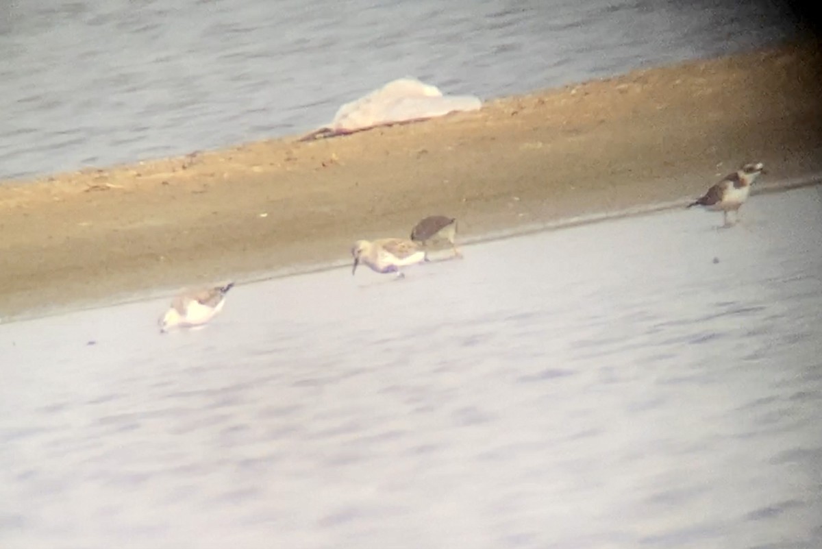 Dunlin (arctica) - ML558029041