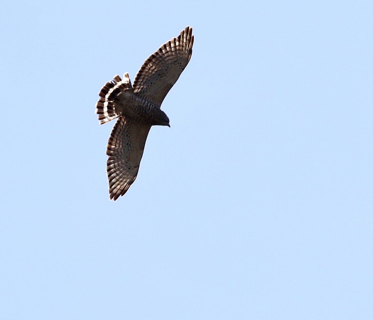 Broad-winged Hawk - ML558029281