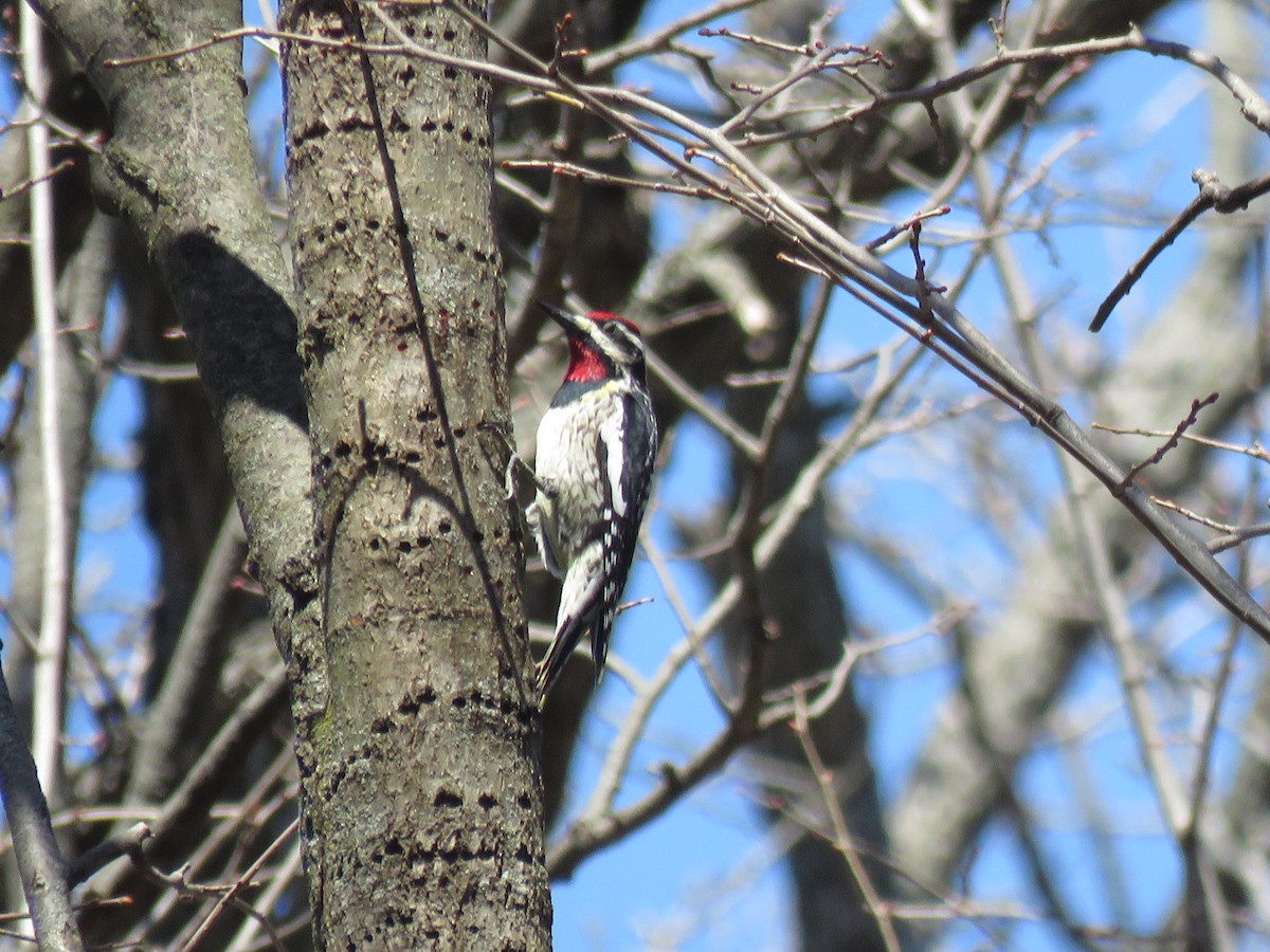 Yellow-bellied Sapsucker - ML558029741