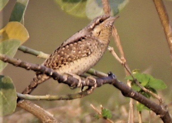 Eurasian Wryneck - ML558030851