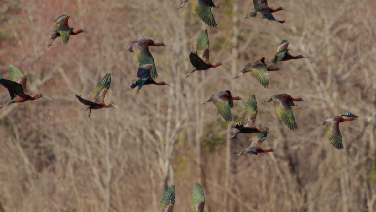 ibis hnědý - ML558030911