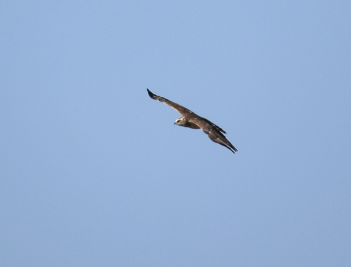 Short-toed Snake-Eagle - ML558032221
