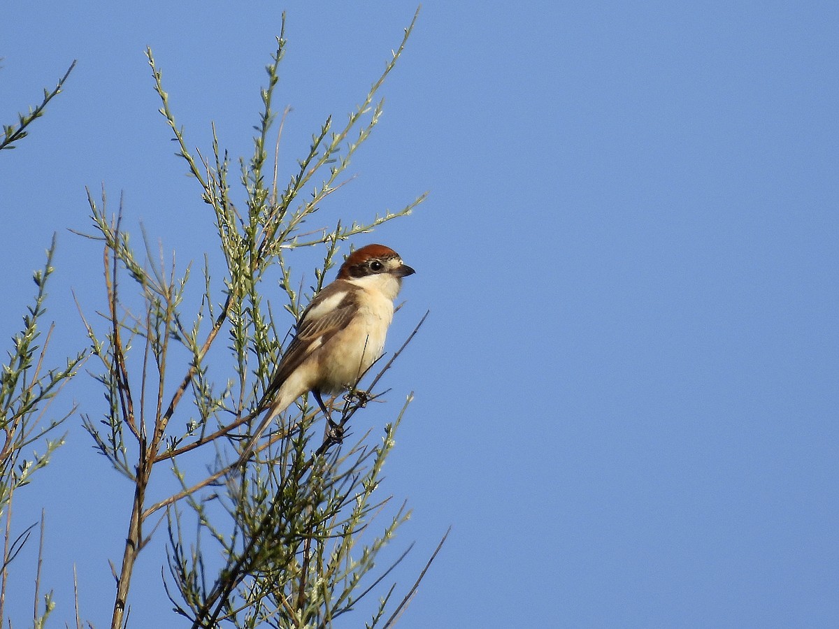 Woodchat Shrike - ML558032451