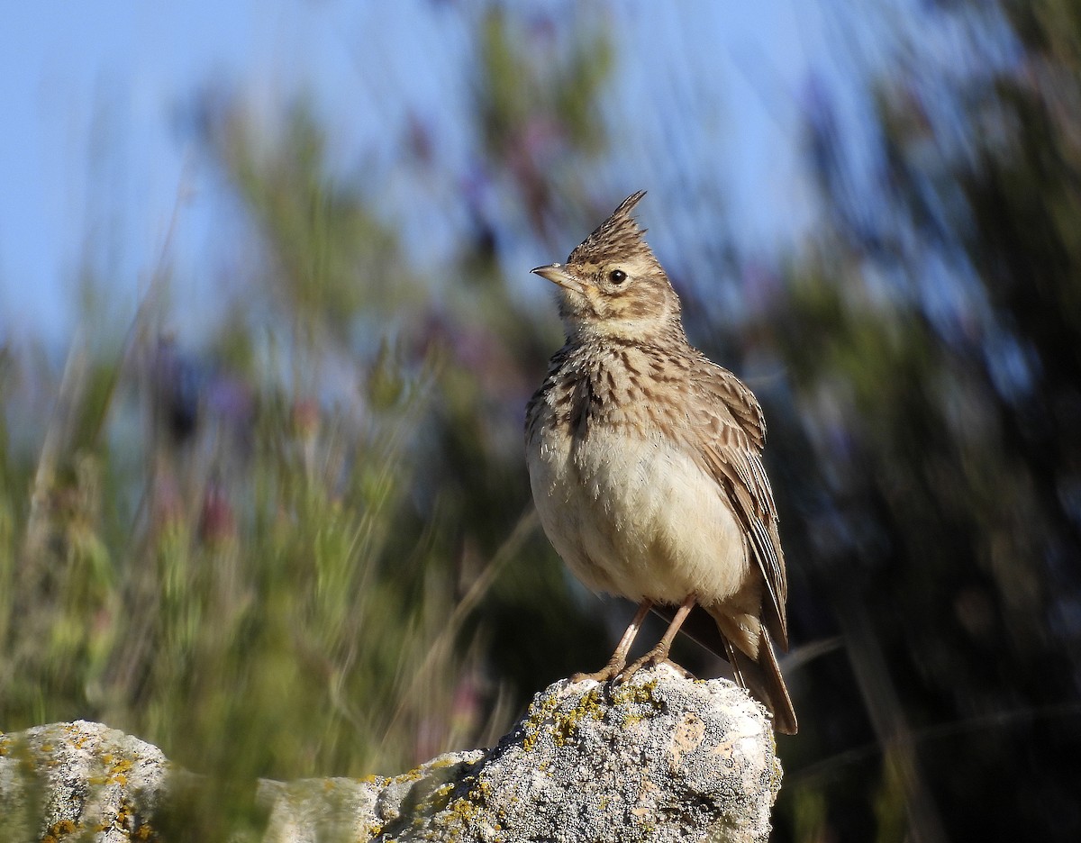Thekla's Lark - ML558032581