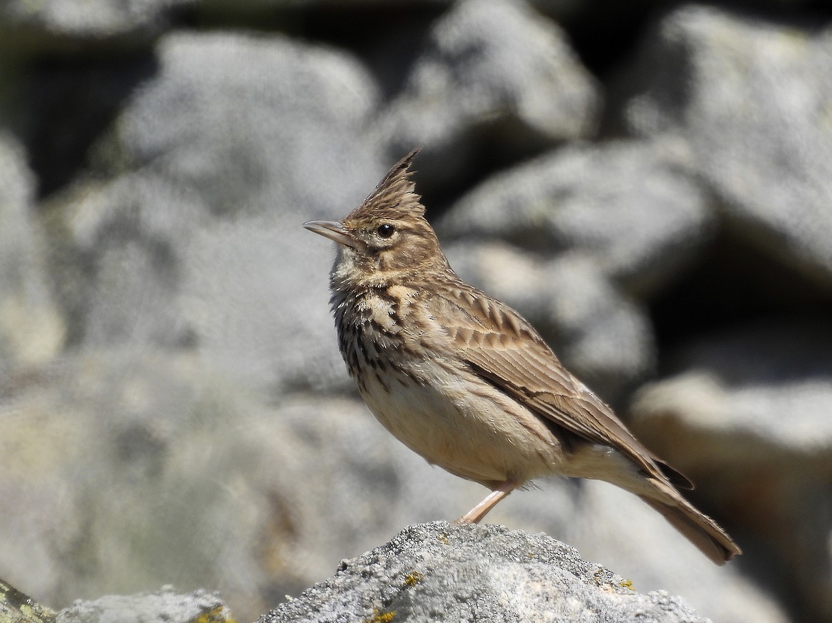 Thekla's Lark - ML558032801